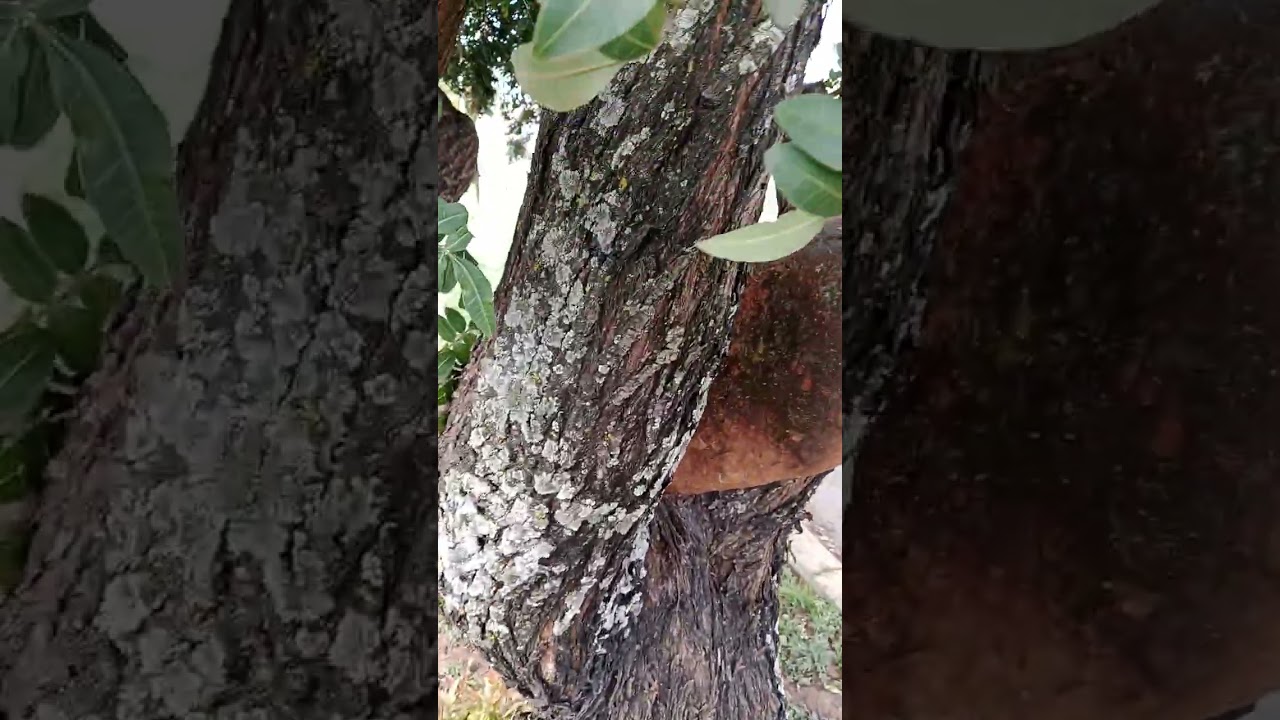 Yemas adventicias en el árbol pirul 
