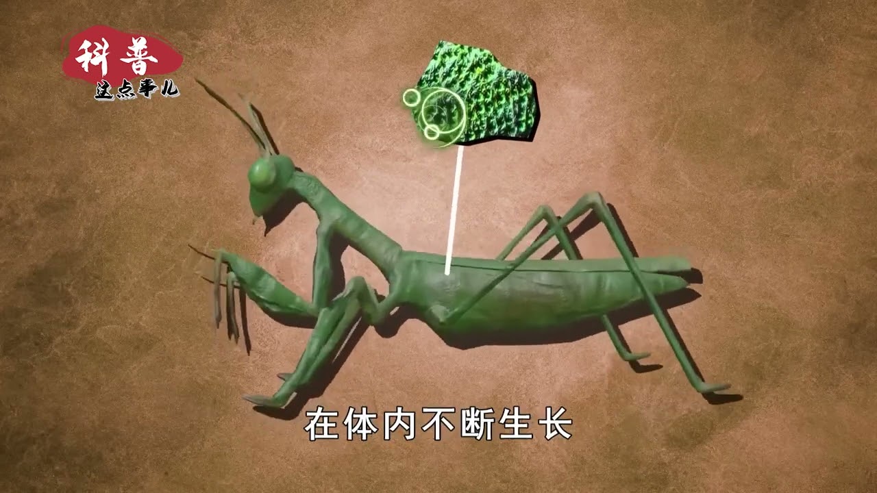 铁线虫有多可怕？控制螳螂跳水自杀，进入人体会怎样？