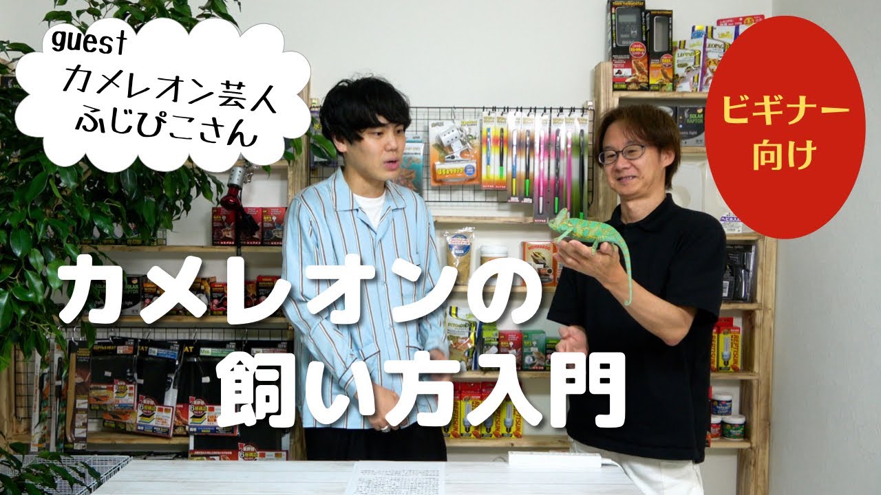 【カメレオン】爬虫類倶楽部社長が飼育方法を解説！(ゲスト：ふじぴこさん)