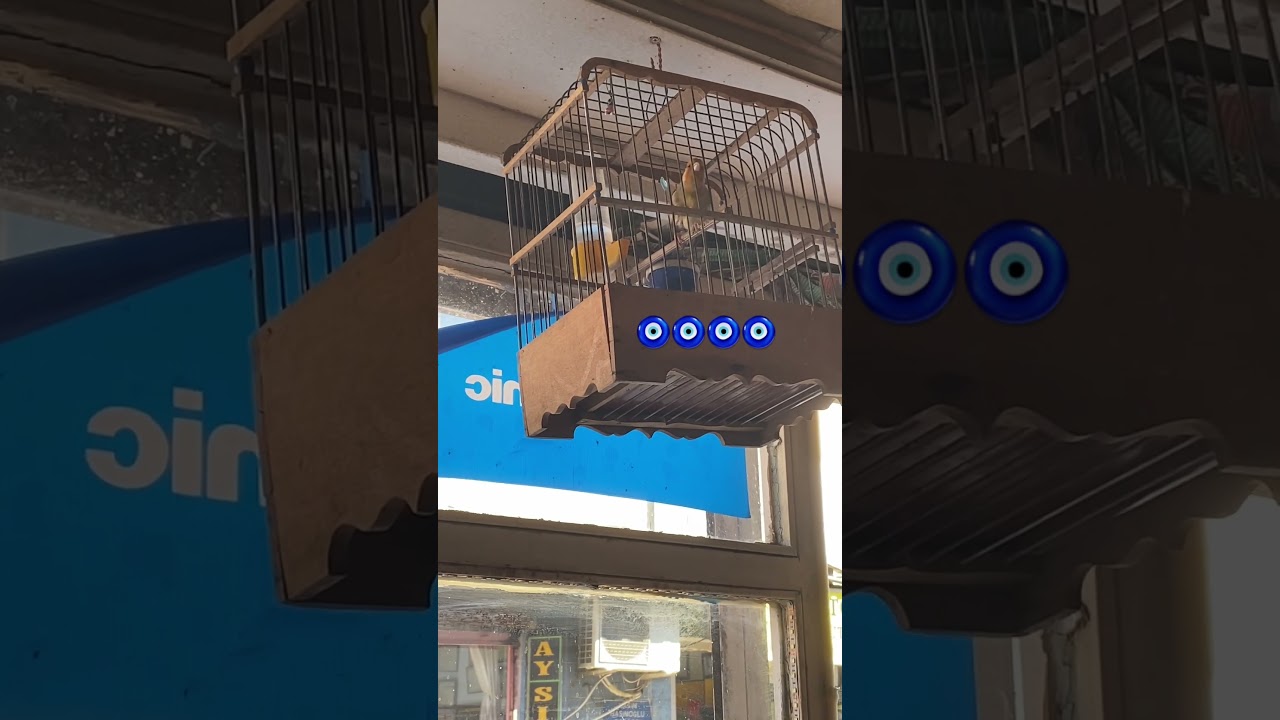 Maviş elektrik Akhisar