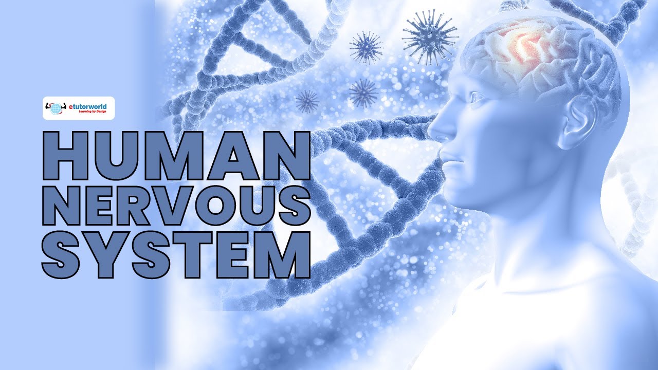 Human Nervous System | Science questions and answers