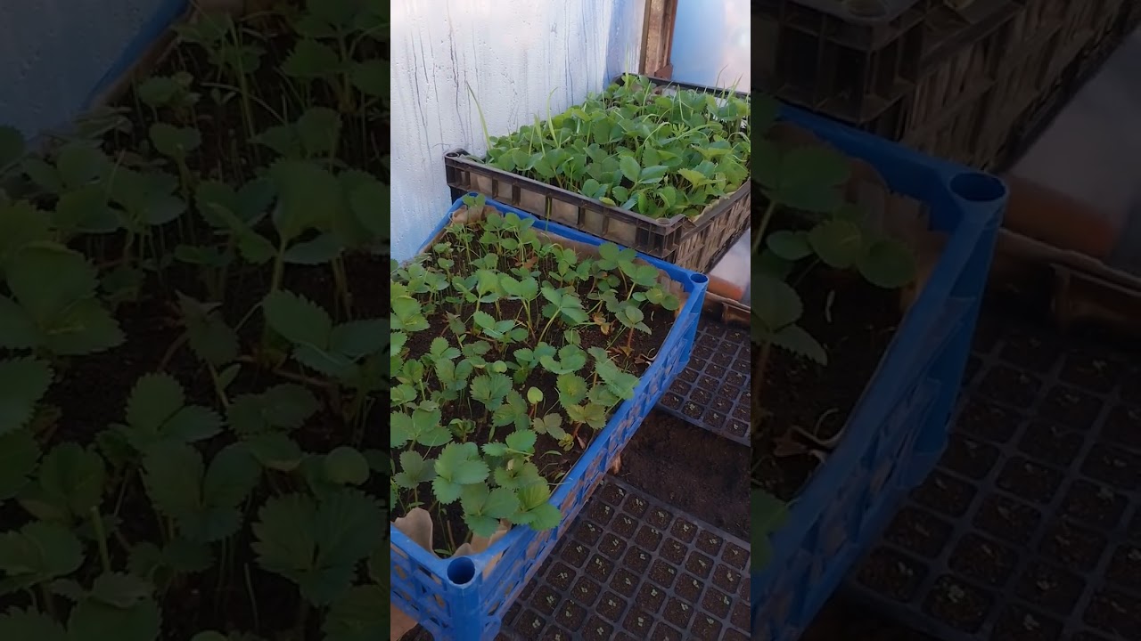 @ ОГЛЯД ТЕПЛИЦІ НА СЬОГОДНІШНІЙ ДЕНЬ