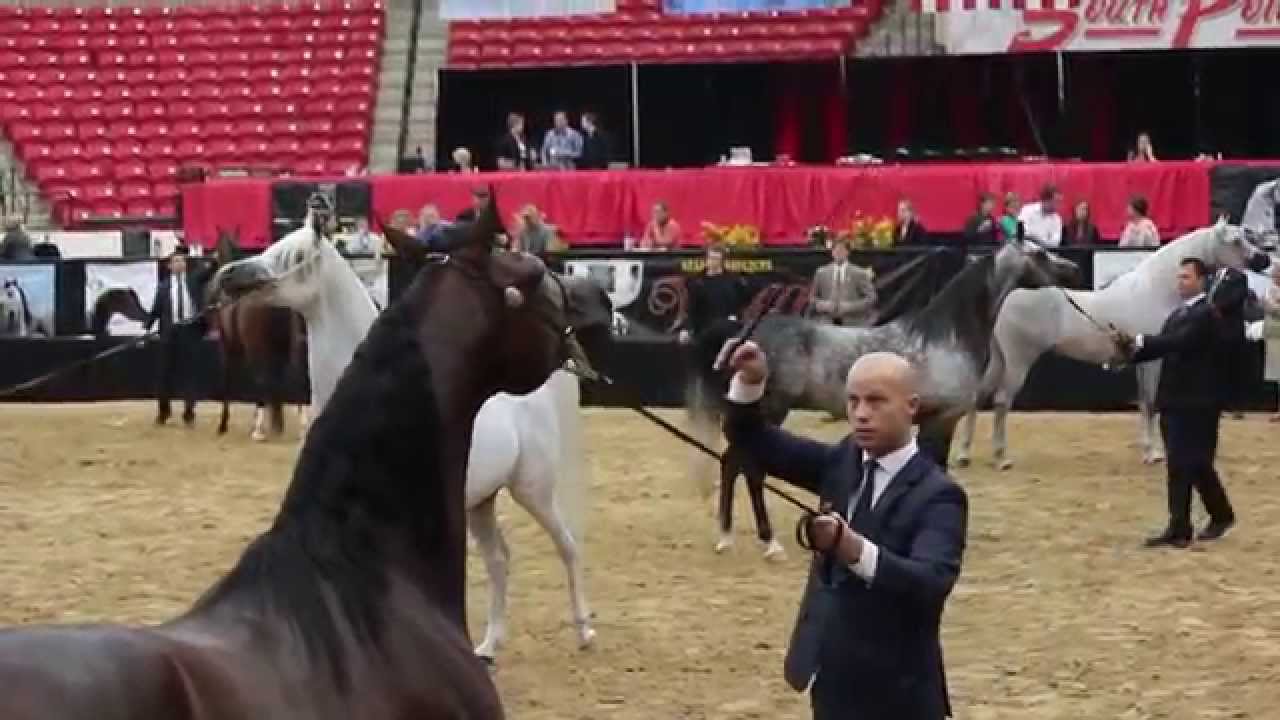 Showdown At Arabian Breeders World Cup in Las Vegas 2013~WH Justice & Pogrom