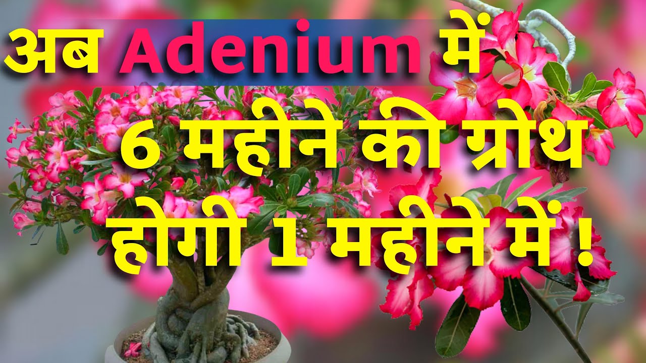 ऐसे पाएं अडेनियम / Adenium की 6 महीने की ग्रोथ 1 महीने में | Grow Adenium Easily | A-Z Information🌷✨
