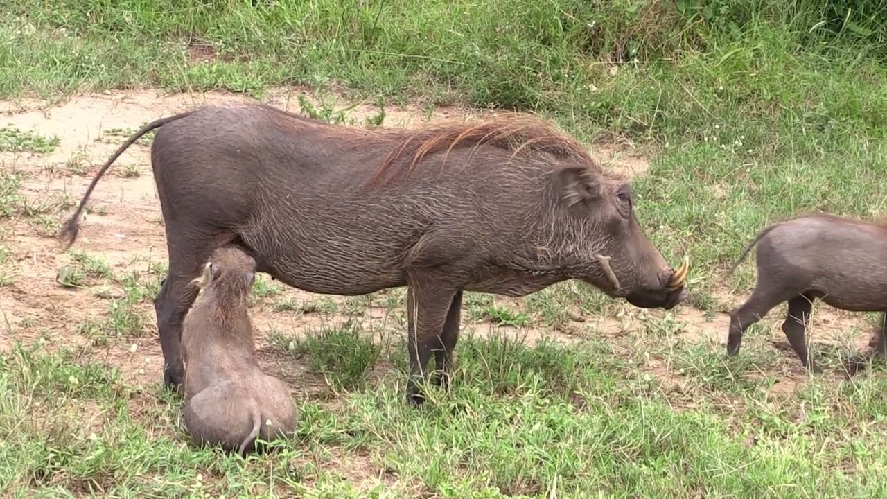 Kruger National Park Sightings | Warthog with piglets grazing and suckling