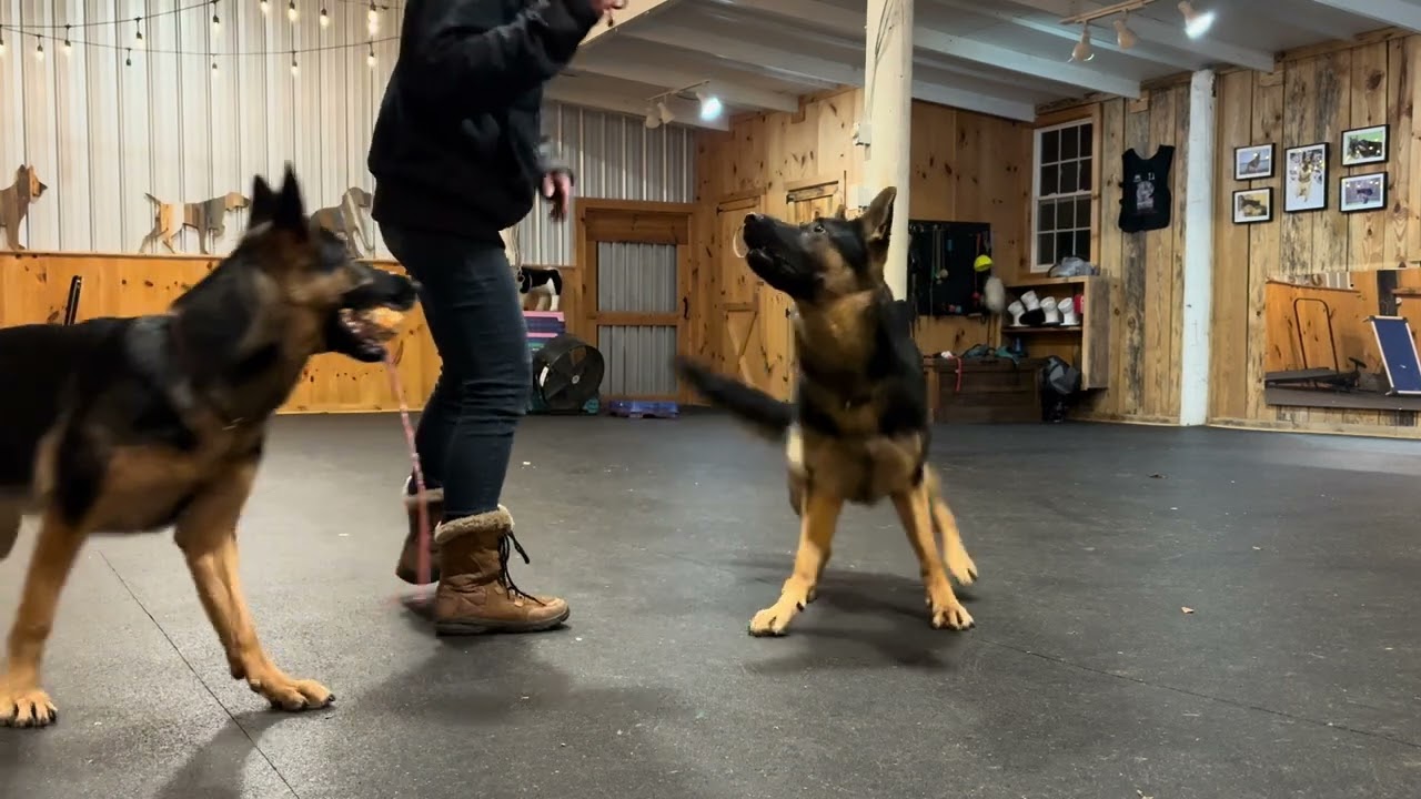 Training 3 IGP dogs at once - RAW SESSION