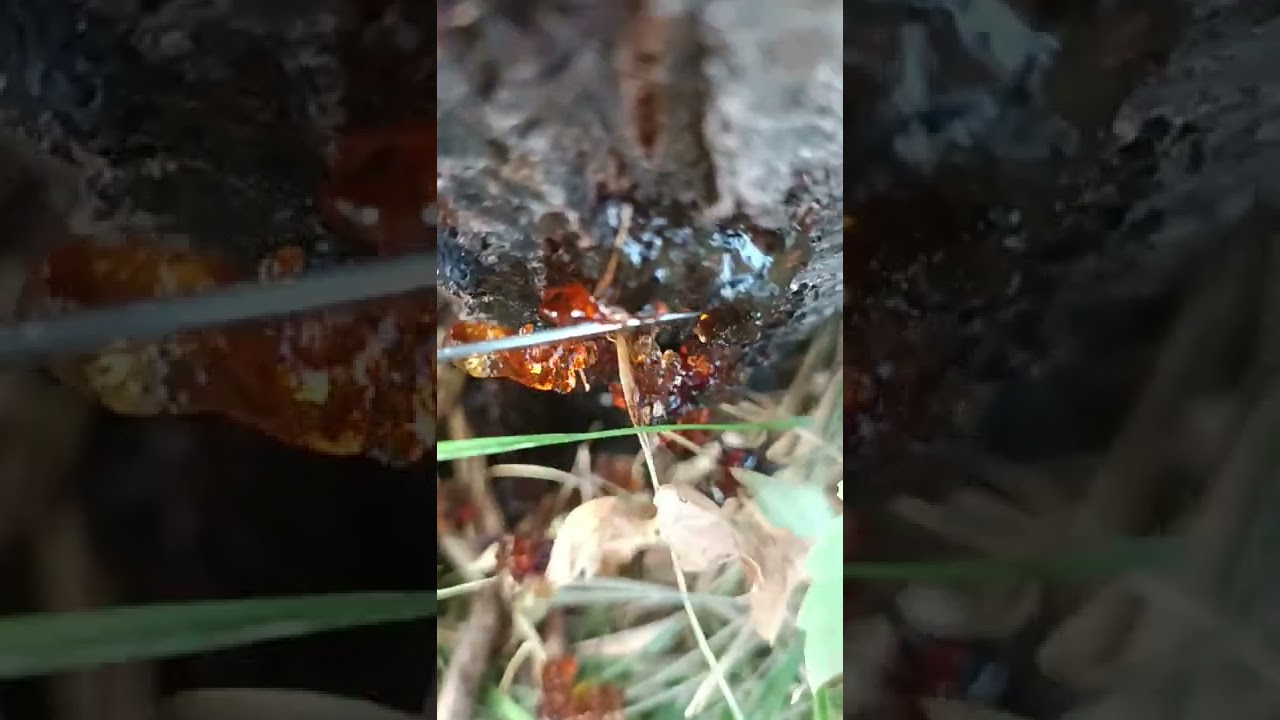 Sert çekirdekli meyve ağaçlarında zamklanma hastalığı (Pseudomonas syringae pv.)