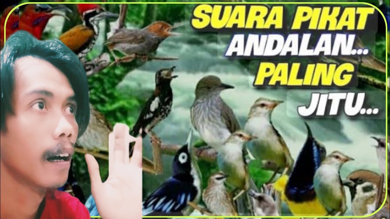 Sudah terbukti!!!!! Pikat Burung kecil pakai ini dijamin auto kumpul anti zonk || pikat Burung kecil