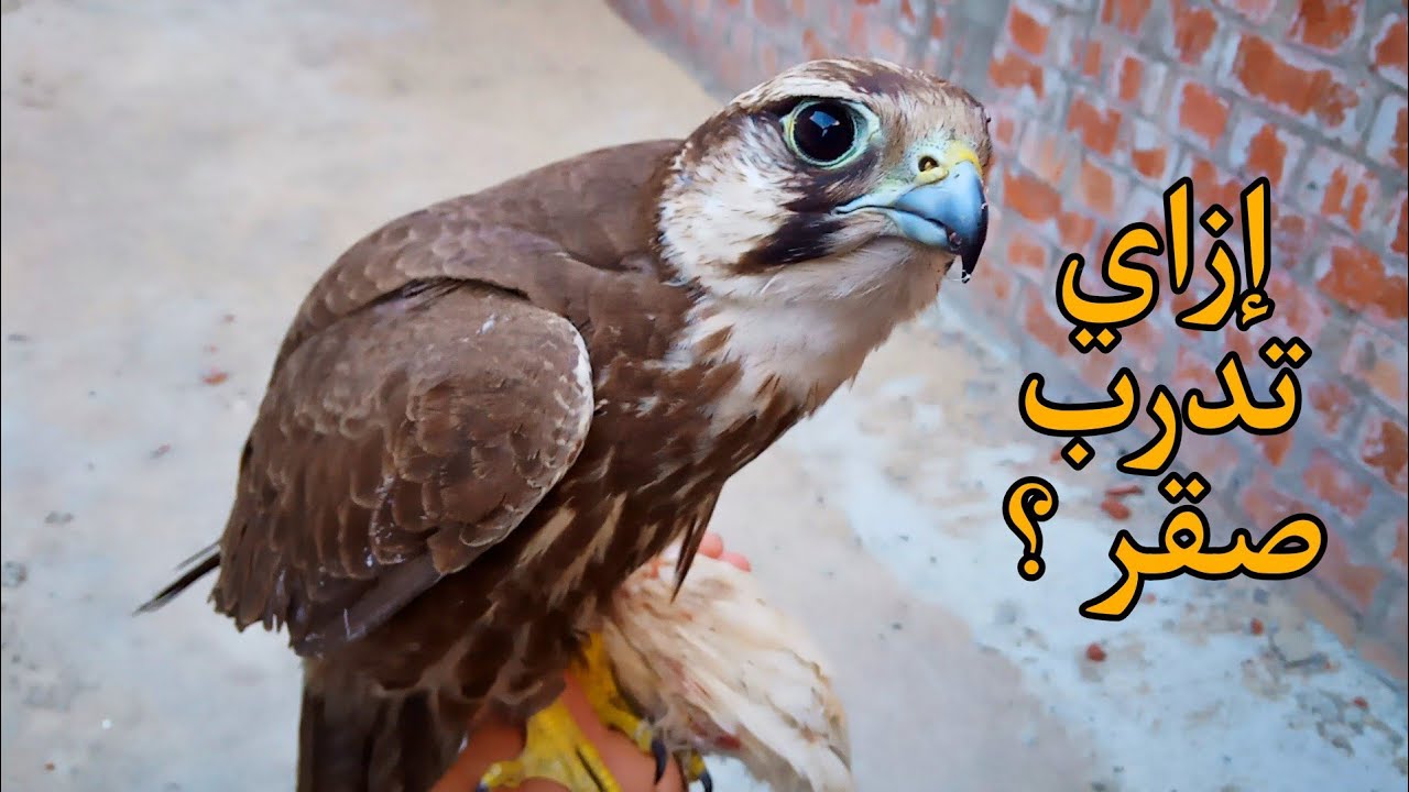 كيفية تدريب الصقور - الصقر الوكري (Lanner falcon).