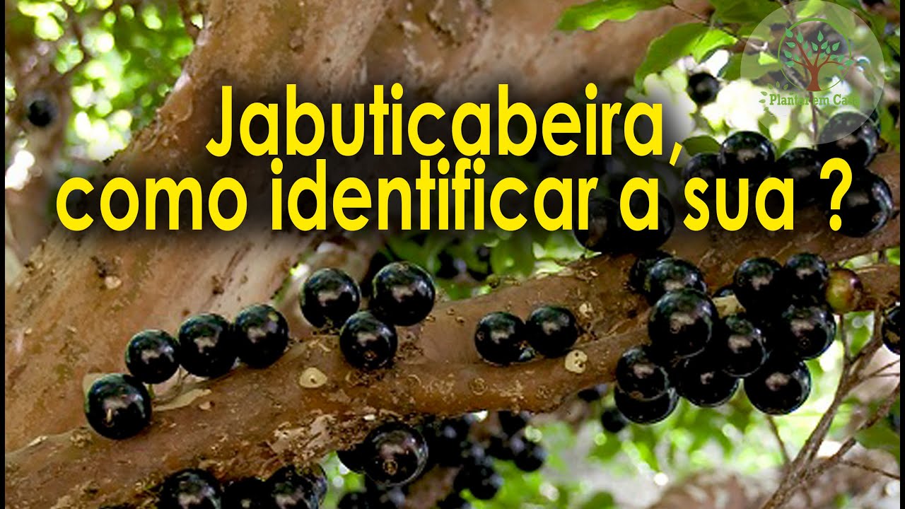 Jabuticabeira, como identificar a sua ? Videos Especiais