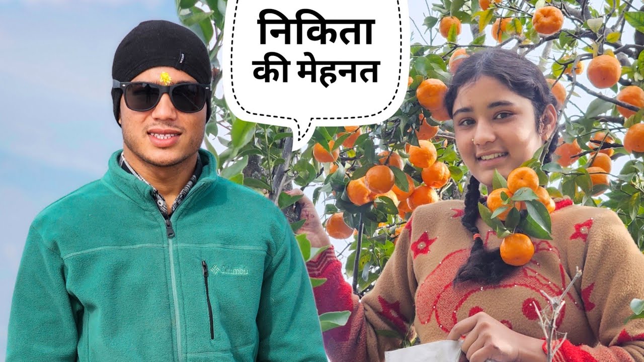 निकिता ने निकाली पेड़ से इतनी सारी नारंगी || Pahadi Lifestyle Vlog || Namaste Pahad || Ashutosh Negi