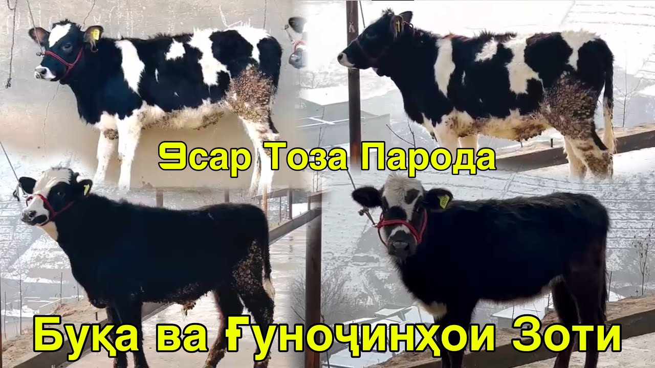 ТОЗА ПАРОДА БУҚА ВА ҒУНОҶИНҲОИ ЗОТИ 9сар НАРХИ ДАСТРАС 20 января 2026 г.