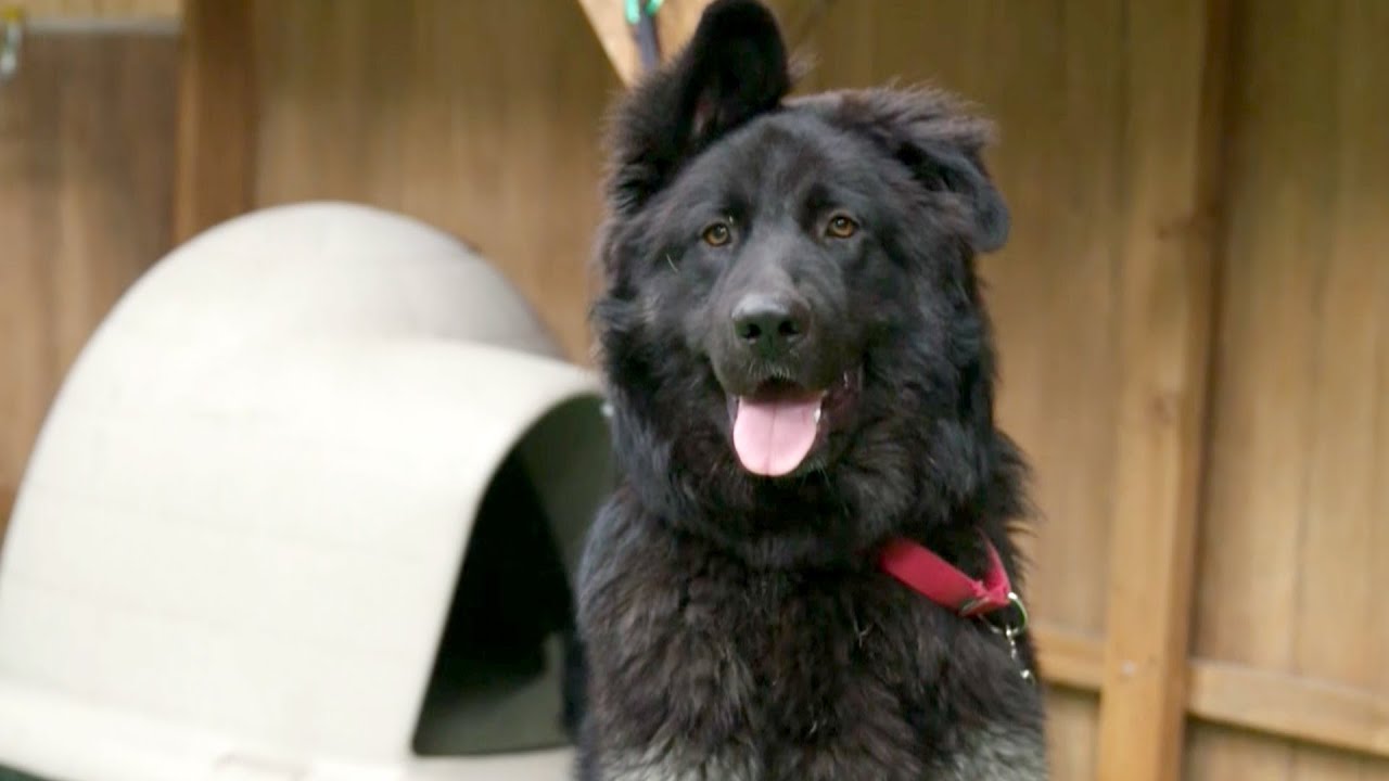 Brandon McMillan Trains a Therapy Dog