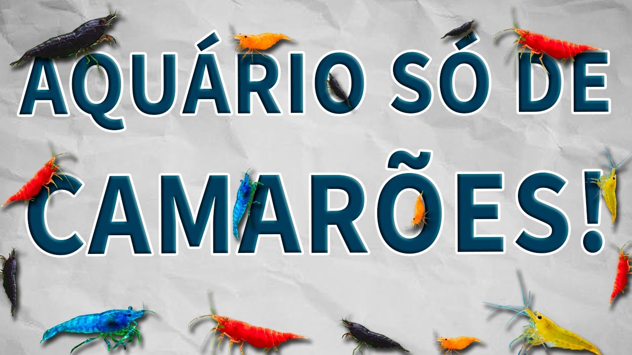TUDO QUE VOCÊ PRECISA SABER SOBRE CAMARÕES NEOCARIDINAS!