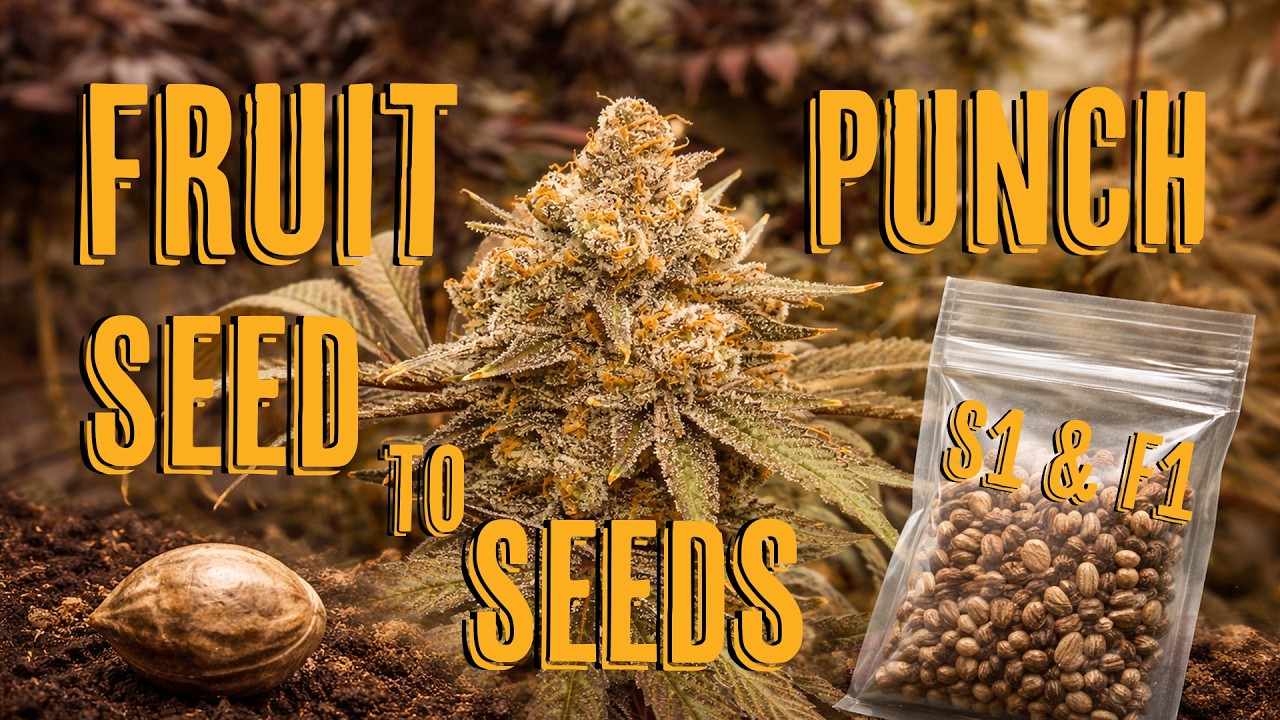 Как я вырастил семена каннабиса S1 и F1