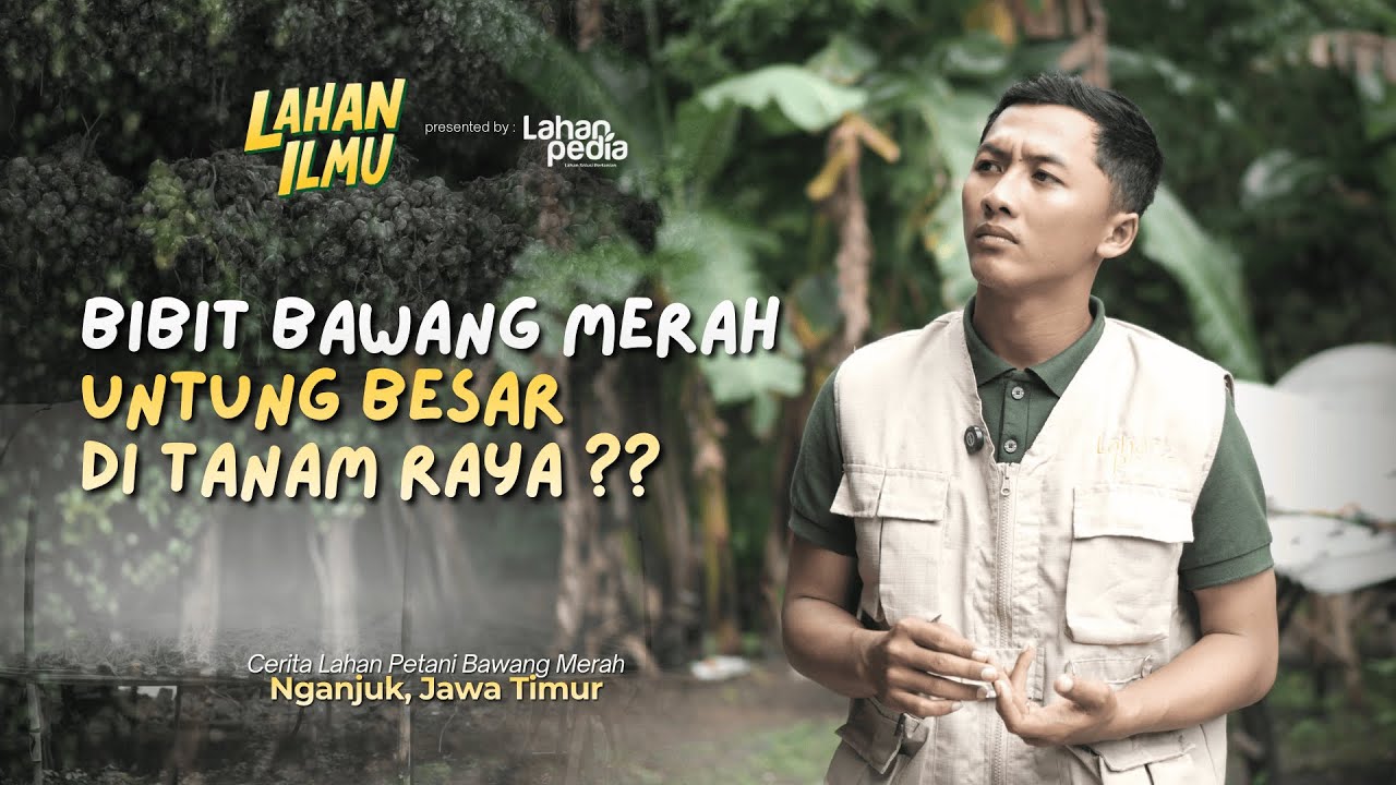 TERNYATA BEGINI CARA SIMPAN BIBIT BAWANG MERAH AGAR LEBIH TAHAN LAMA #petanibawang #bawangmerah