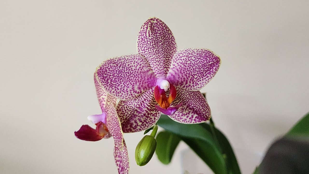 Phal. I-Hsin Sesame | bernee bee
