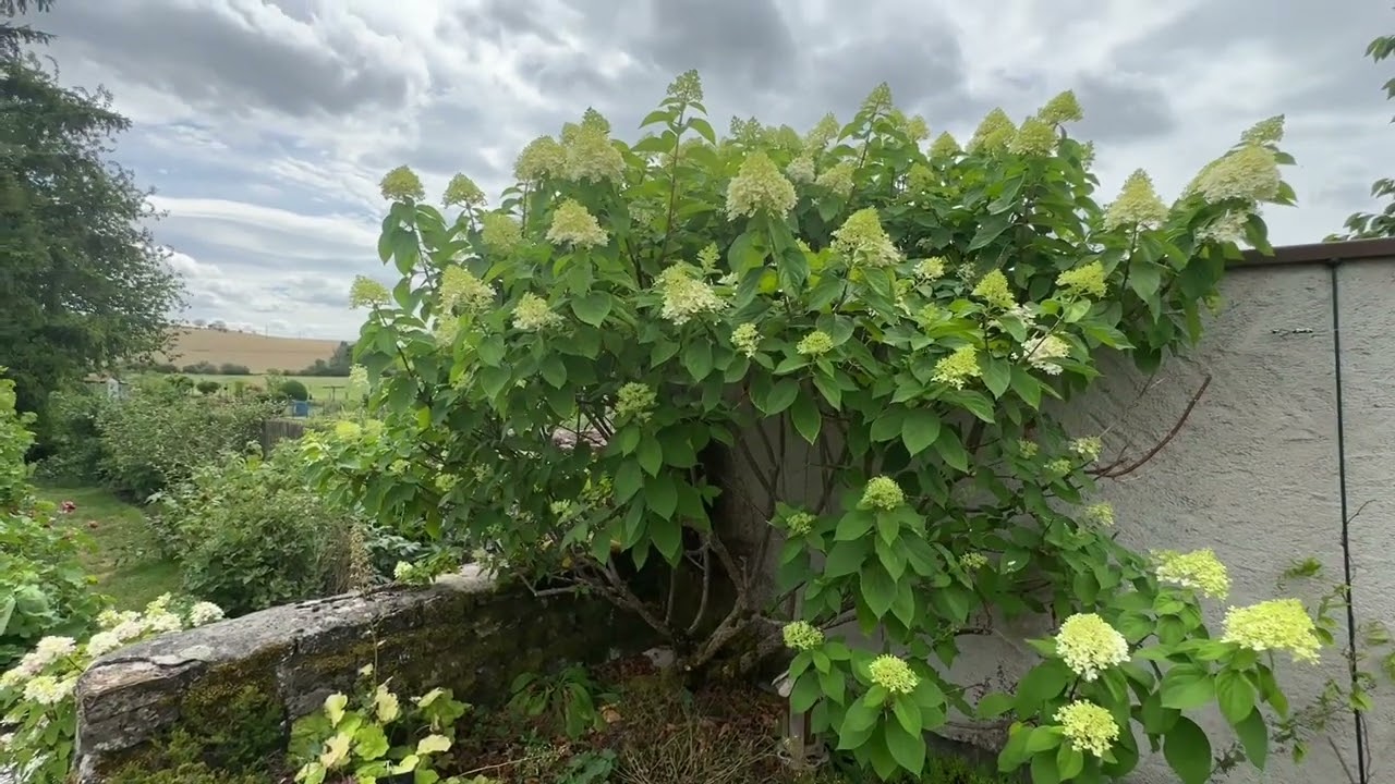 Hydrangea paniculata