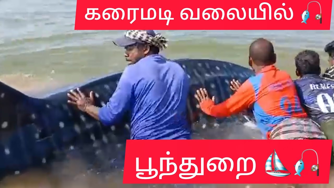மீன் வால் கிட்ட போகாதே 🦈🔥⛵️ 🛶 பூந்துறை கடல் புறத்து கரைமடி வலையில் 🎣 தொடாதே ..தொடாதே 🦈🔥🌴 #fish 