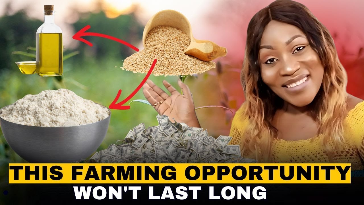The 5,000-Year-Old Crop That's Creating Modern Millionaires in Africa