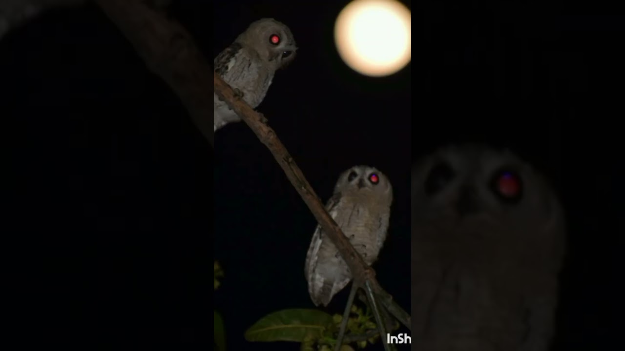 Indian scops owl  #Indian scops owl #Birding #midnaporebird