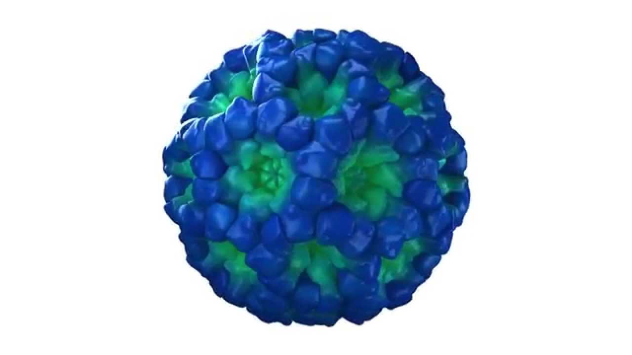 Orientation to the Molecular Structure of Norovirus