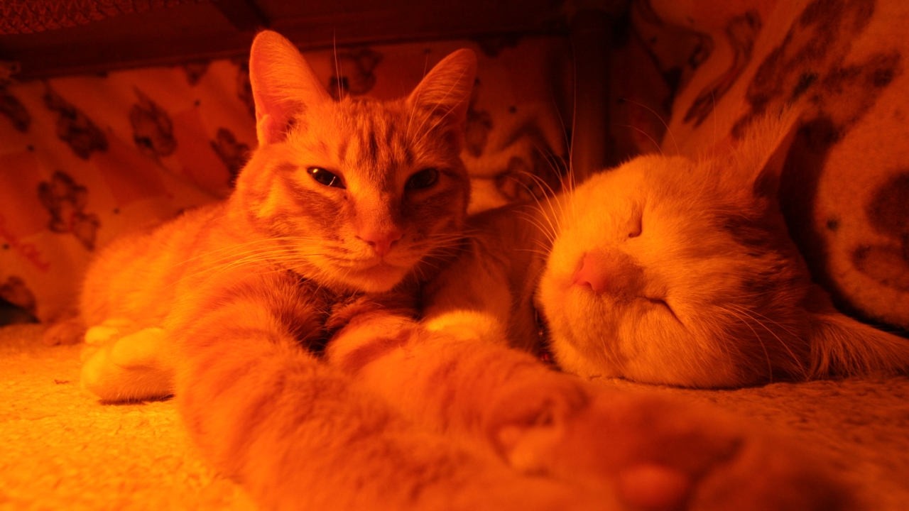 こたつのねこたちLIVE配信　　2026年3月13日