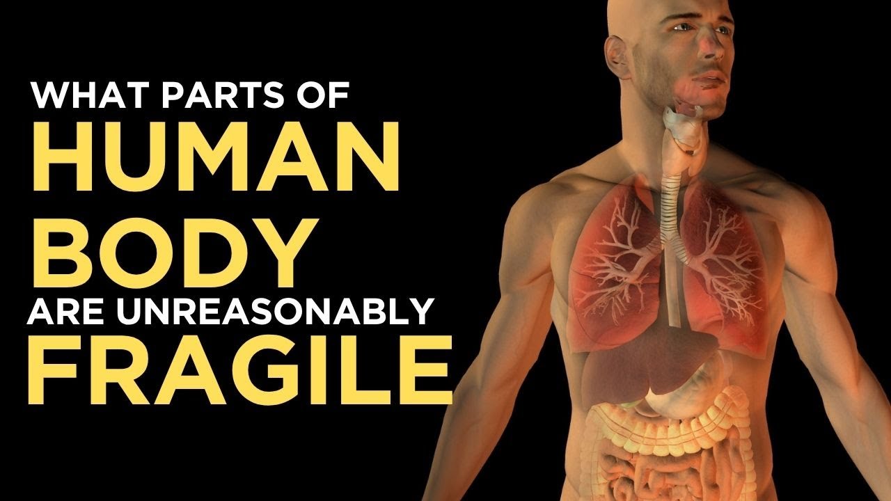What Parts of the Human Body Are Unreasonably Fragile? | Design Flaws in Evolution