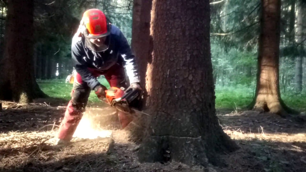Very dangerous tree felling Chainsaw Husqvarna 560 XP