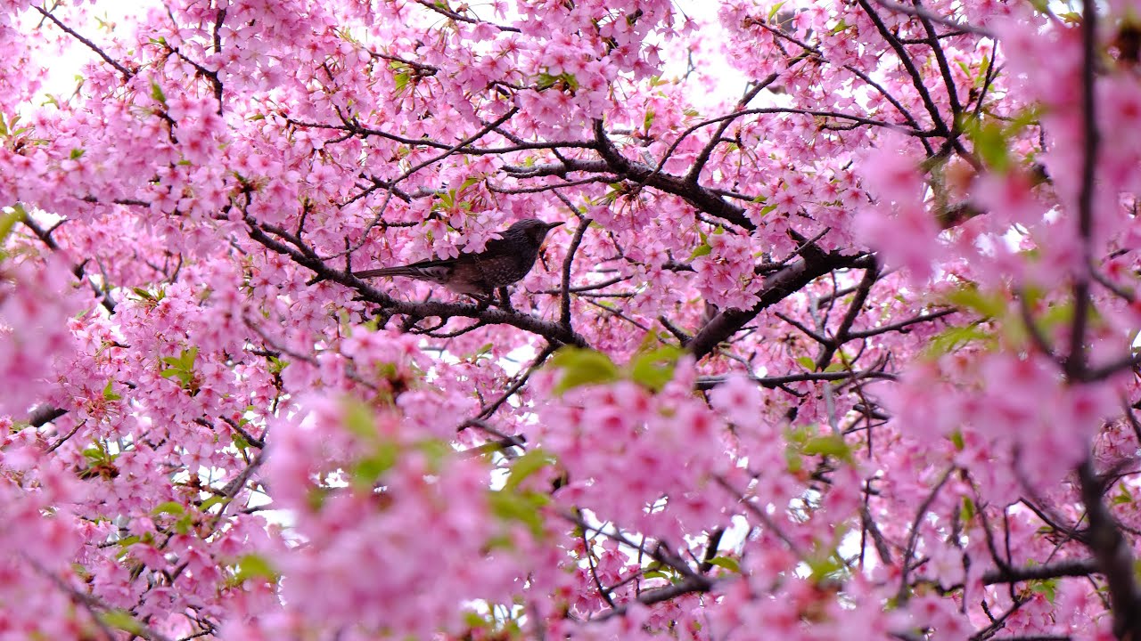 Sakura 2022 #sakura #2022 #kyoto #japan