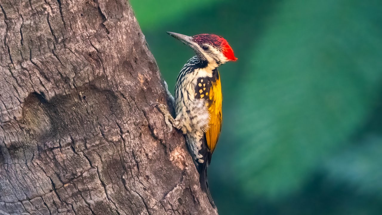Rooftop Birding @Kolkata