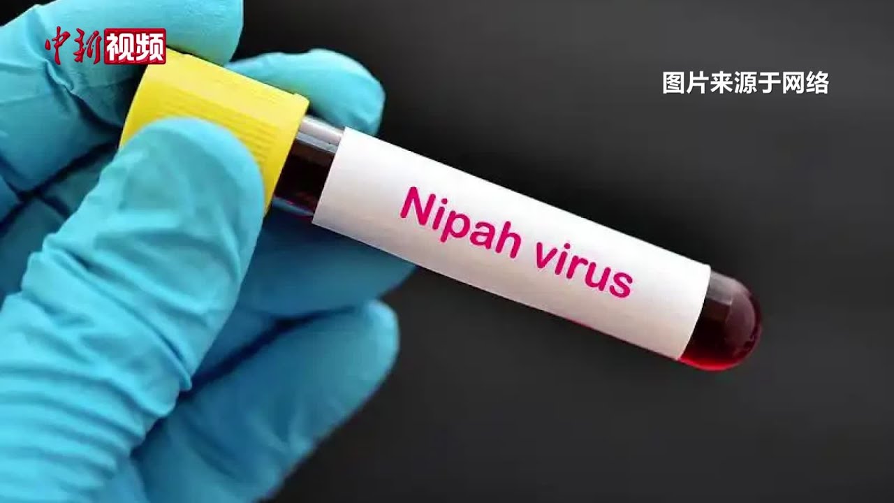 专家详解尼帕病毒：致死率高但扩散可能性小，无需过度恐慌