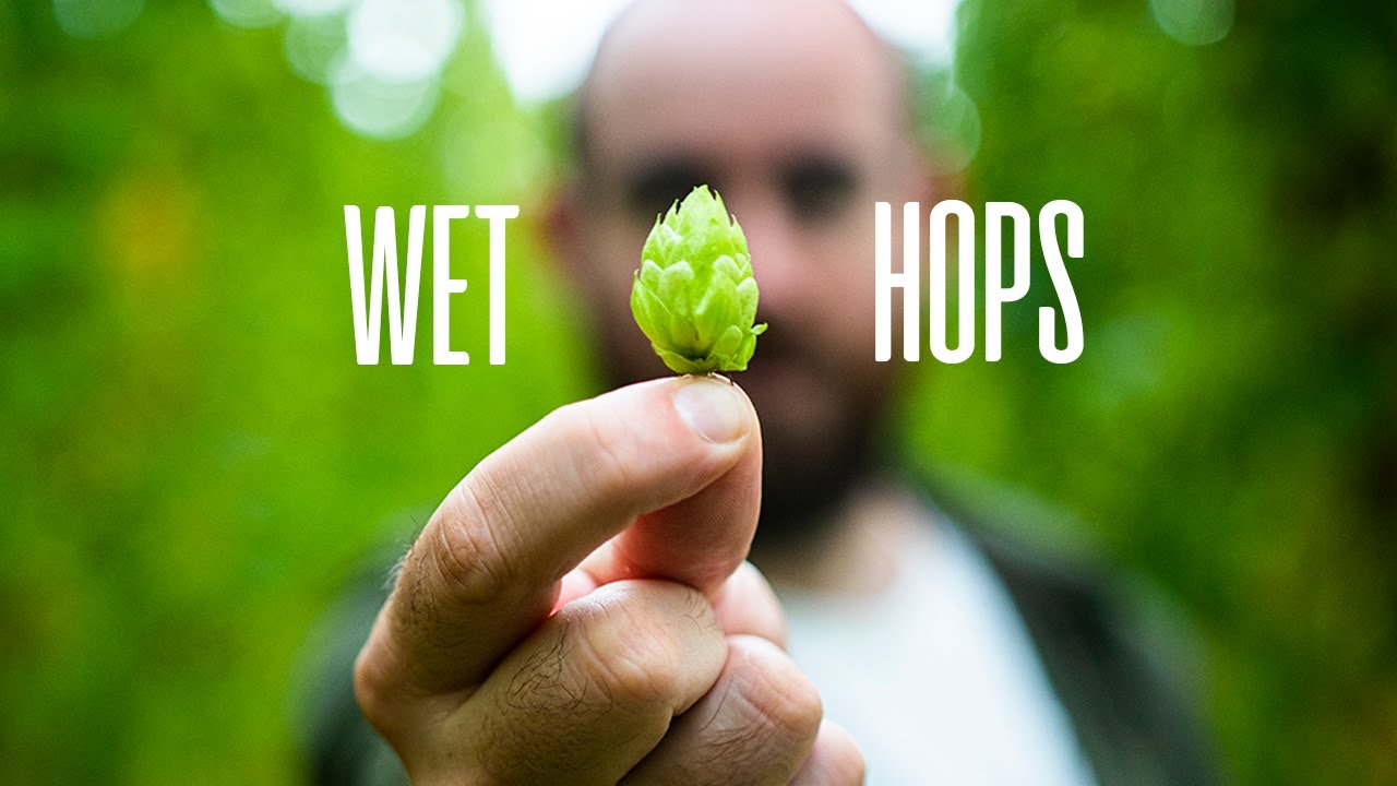 What are wet hops – brewing best bitter with Five Points | The Craft Beer Channel