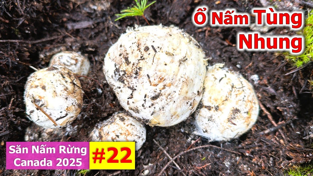 Săn Trúng Đồi Thông Toàn Nấm Tùng Nhung Búp Siêu Khủng Quá Mê 🇨🇦2189》  Matsutake | Pine Mushrooms