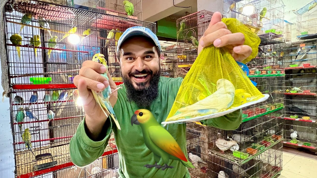 Australian totey le lye 🦜 Zor se kaat lia totey ne