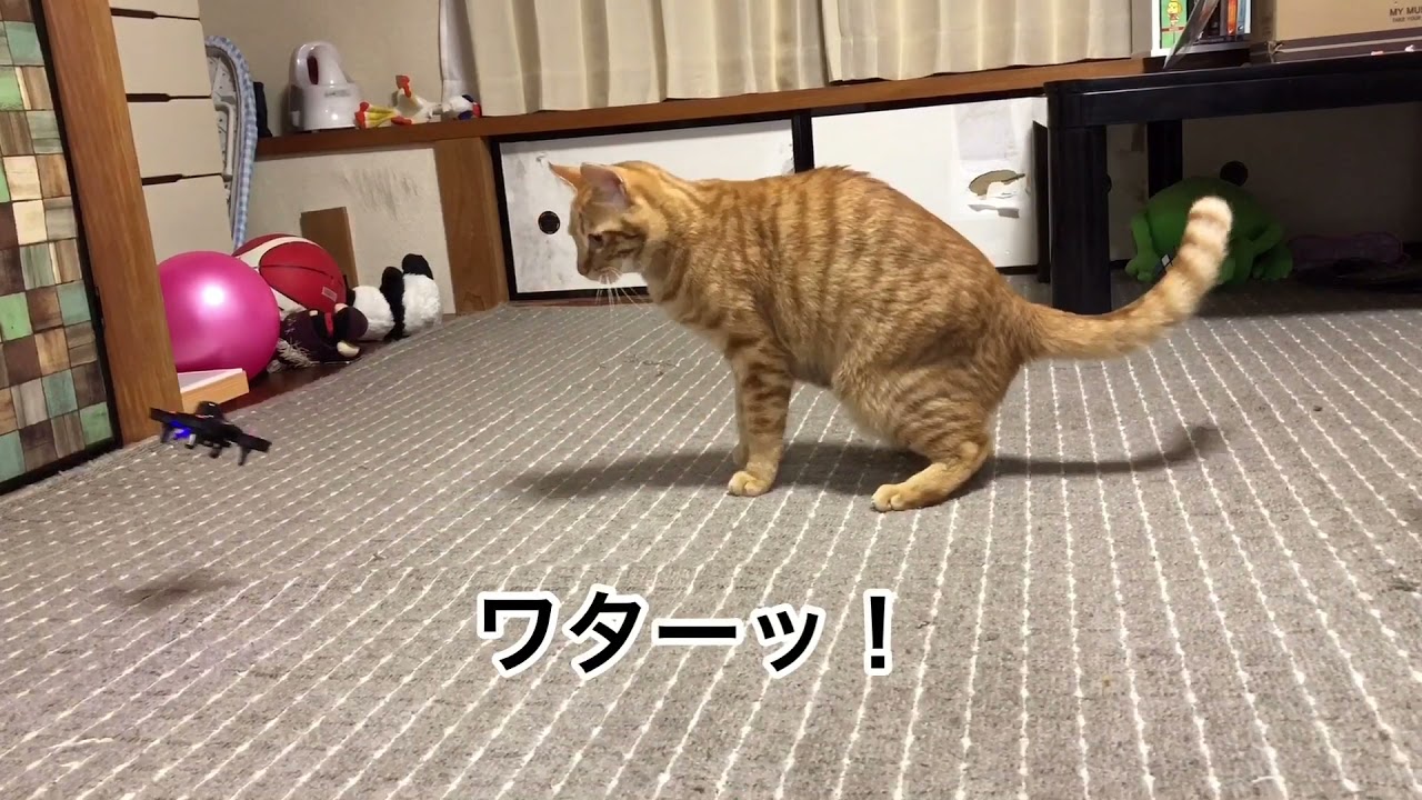 ドローン VS 猫パンチ JJRC R010