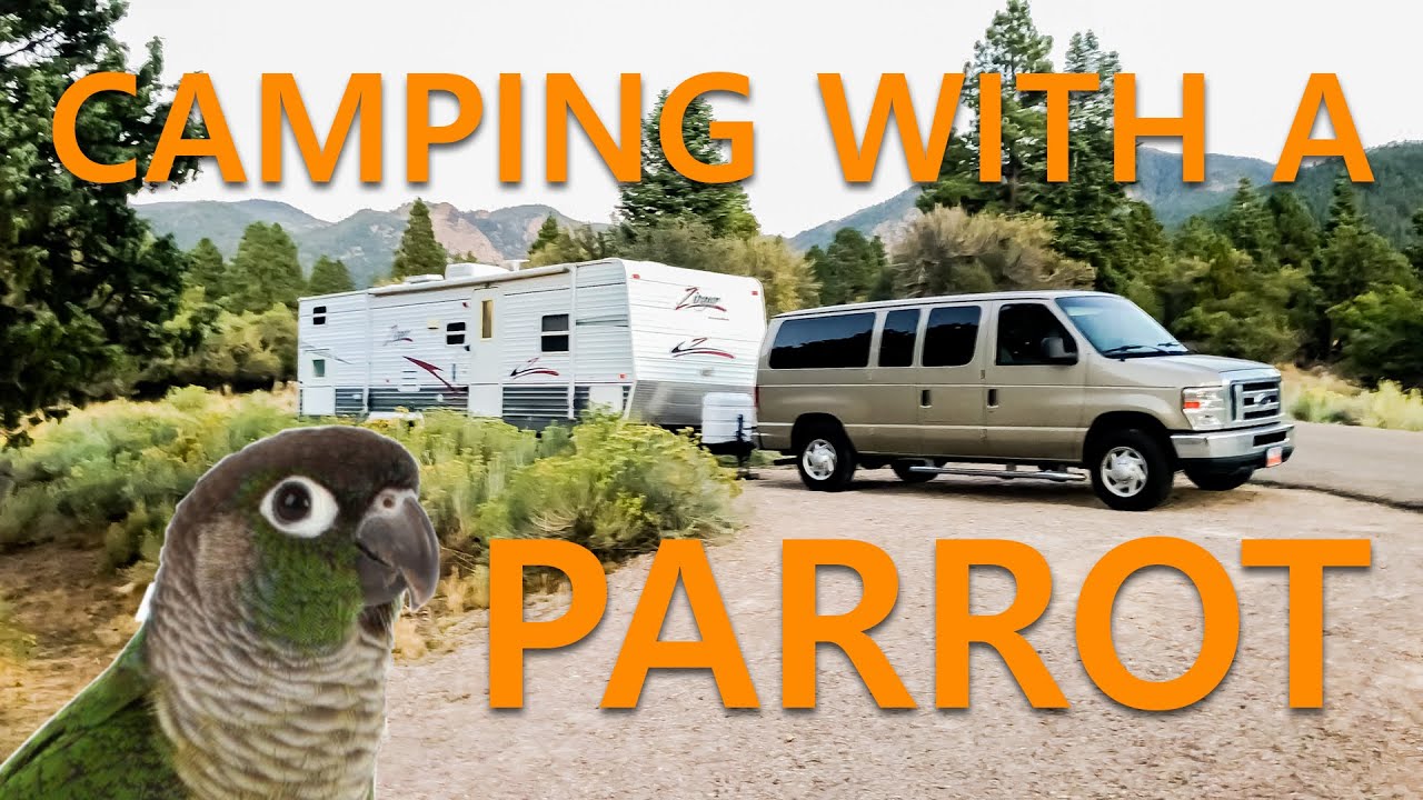 Camping with a Parrot (Green Cheek Conure)