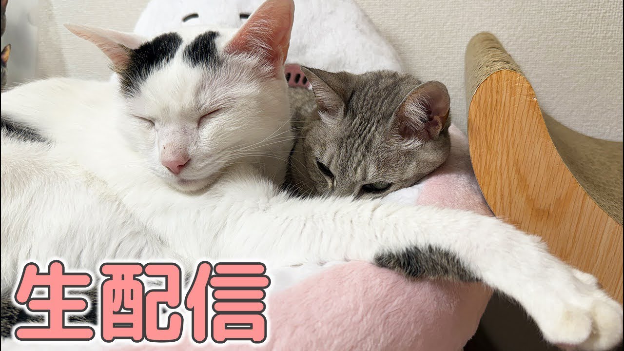 5/4 GWのまったり猫配信！