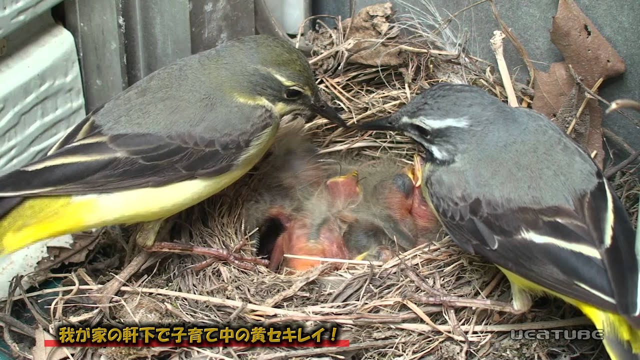黄セキレイの子育て！