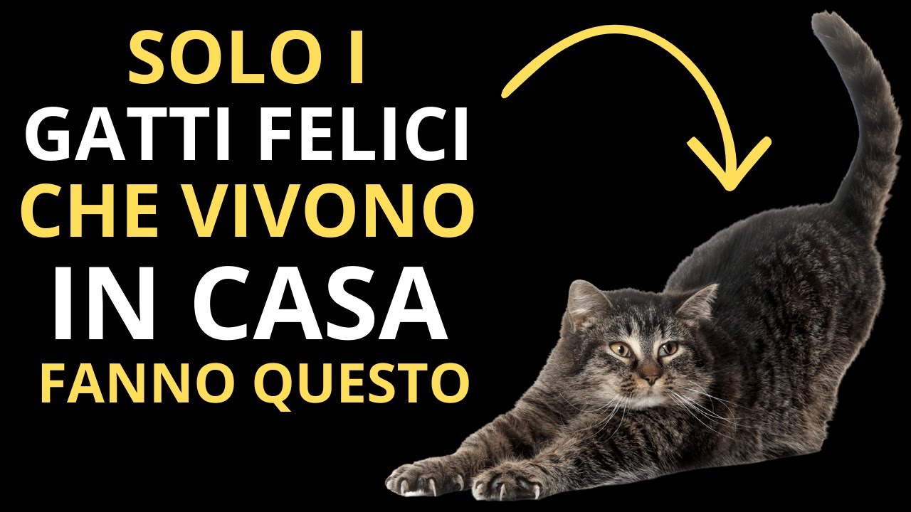 7 segnali nascosti che dimostrano che il tuo gatto domestico è davvero felice e sano