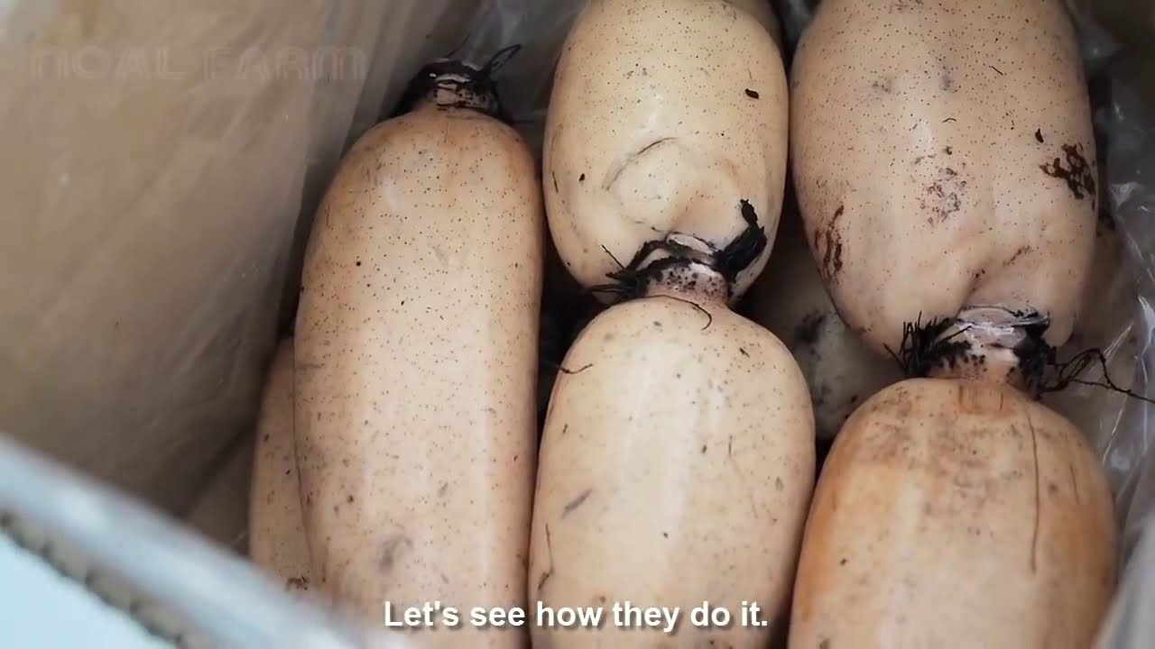 Amazing Japan Lotus Root Field and harvesting