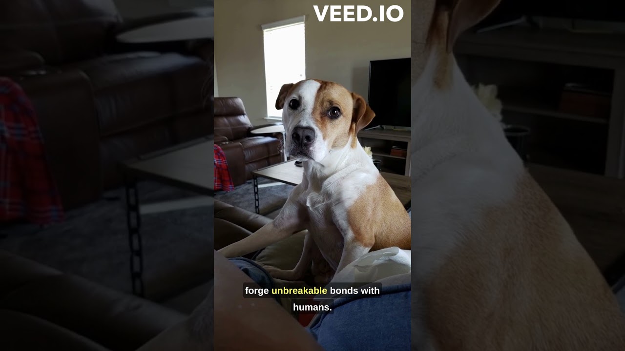 This is why people love dogs