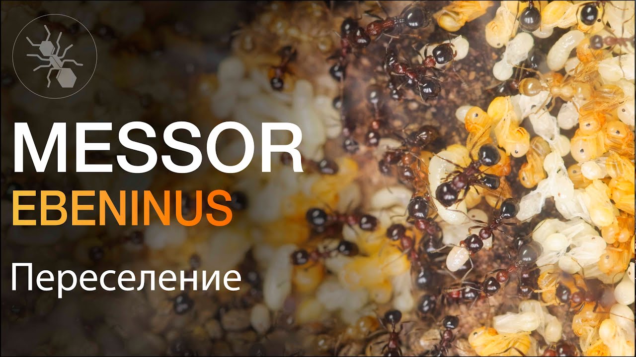ПЕРЕСЕЛЕНИЕ ОГРОМНОЙ СЕМЬИ МУРАВЬËВ ЖНЕЦОВ ИЗ ИЗРАИЛЯ! Messor ebeninus - Большое Расширение!