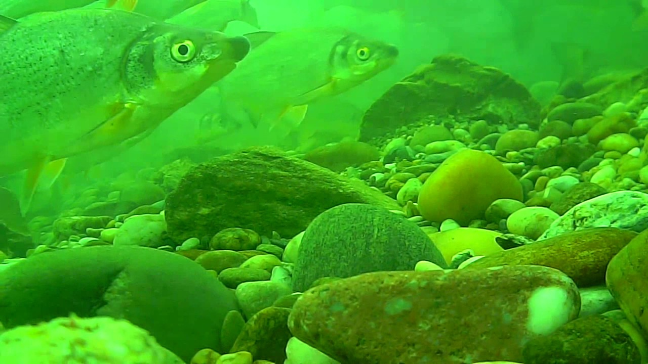 Dráva underwater