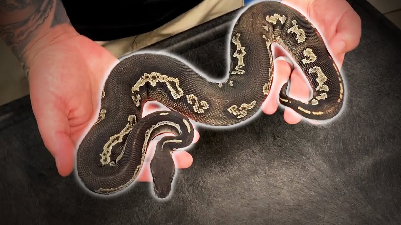 Blackhead Madness with Hard Wired Exotics!