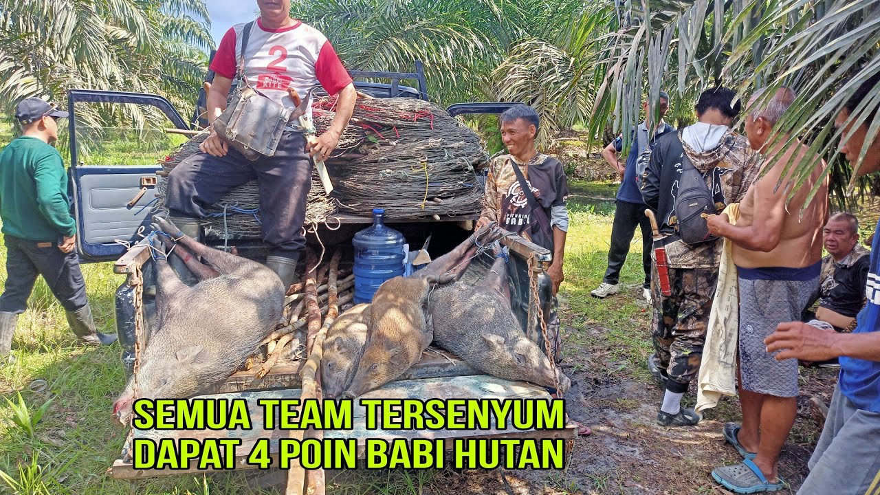 Serunya berburu babi hutan setelah mendapatkan hasil seperti ini.