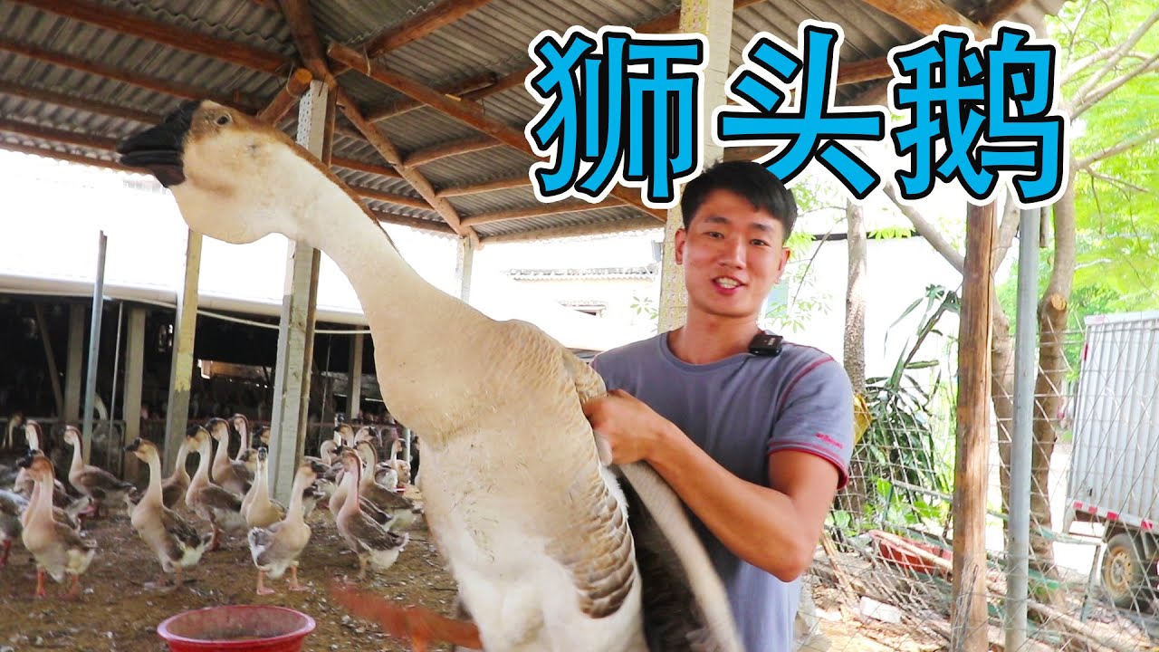 號稱世界最大鵝，鹵好後，單個頭就能賣到上1000元，真那麼美味？【衣谷水原】