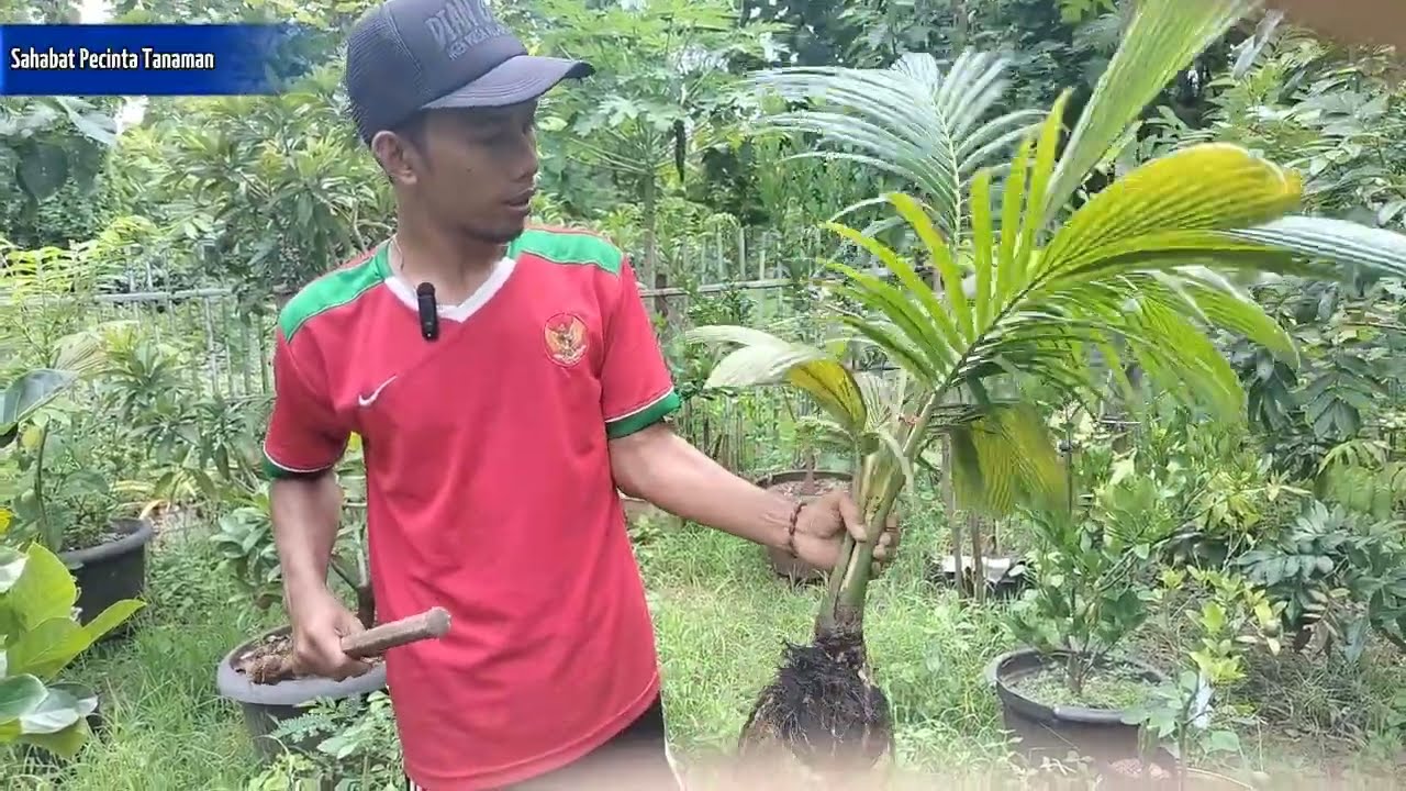 CARA MERUBAH KELAPA LIAR JADI BONSAI KELAPA YANG CANTIK‼️