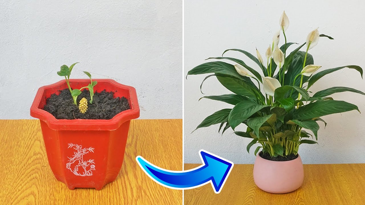 Easy method of breeding Peace Lily for beginners, has a purifying effect on the air
