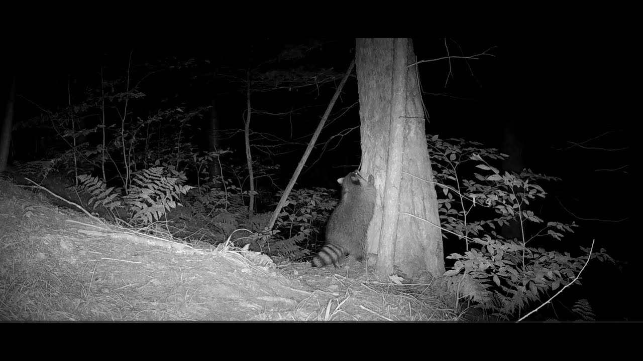 Racoons, Bear, Fox, Deer, Turkey | Wildlife in Vermont